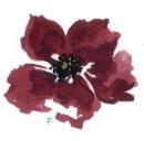 Poppy flower　　F