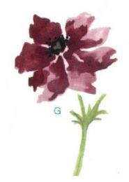 Poppy flower　G