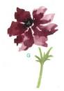 Poppy flower　G