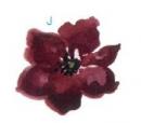 Poppy flower　J