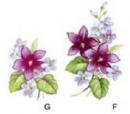 Violet&Forget-me-not  F,G