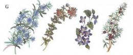 Kitchen  Garden  Herbs