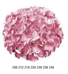 Hydrangea アジサイ
