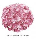 Hydrangea アジサイ