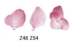 Hydrangea アジサイ　A57345