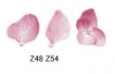 Hydrangea アジサイ　A57345