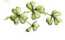 Shamrock　D  10こ