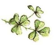Shamrock　E　12こ