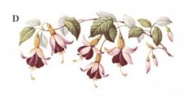 Fuchsia　D