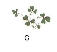 Shamrock C 20こ