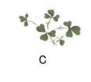 Shamrock C 20こ