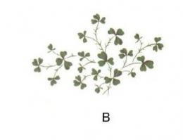 Shamrock B　