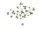 Shamrock B　