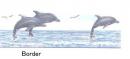 Dolphins