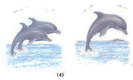 Dolphins  2種セット          RP256