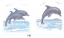 Dolphins  2種セット          RP256