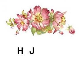 Rambling Rose　　H/J