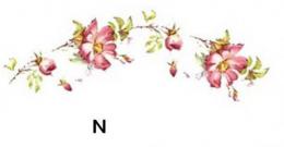 Rambling Rose　　N