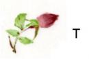 Rambling Rose　T　つぼみ10こ