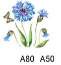 Corn Flower 矢車草
