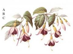 Fuchsia　　A/B/C