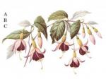 Fuchsia　　A/B/C