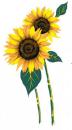 JM　Glass Decal Sunflowers　　12375