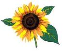 Glass Decal Sunflowers　　12375