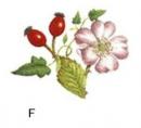 Hedgegrow F　　小花 3こ