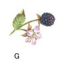 Hedgegrow　べりーの小花　G　3こ