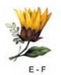 SunFlowers　　　#4664