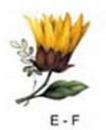 SunFlowers　　　#4664