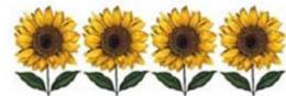 SunFlowers　　#4664