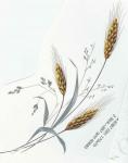 Wheat　　麦　　　6387