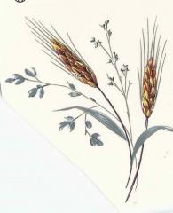 Wheat  麦　3こ　　6387