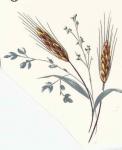 Wheat  麦　3こ　　6387