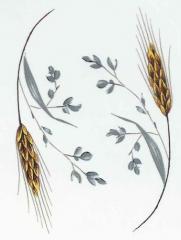 Wheat　　麦　　4こ　　6387