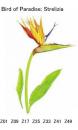 Bird Of Paradise Strelizia  A57278