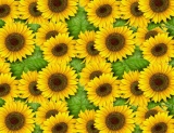 Sunflower Thintz