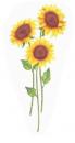 Sunflower  70390A