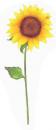 Sunflower　　70390A
