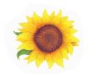 Sunflower　　70390A