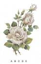 Anniversary　Silver　 Rose　　S2749