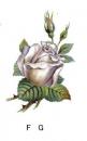 Anniversary　Silver　Rose　　S2749