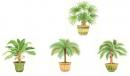 Palm Tree　4種　セット　70296A