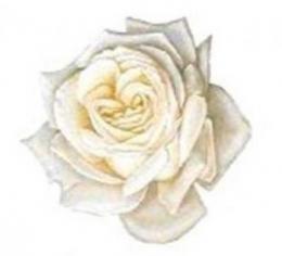White Rose  A57320