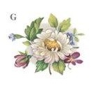 Cottage Garden　G　4こ
