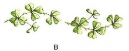 Shamrock　6こ