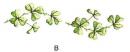 Shamrock　6こ