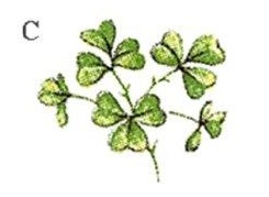 Shamrock